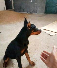 杜宾裁耳视频,揭秘狗狗美容艺术与宠物护理技巧