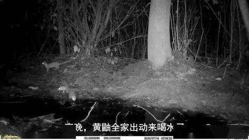 水坑征视频,揭秘神秘现象背后的科学奥秘