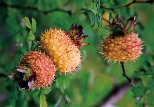 刺梨视频,探寻天然维生素C宝库的秘密