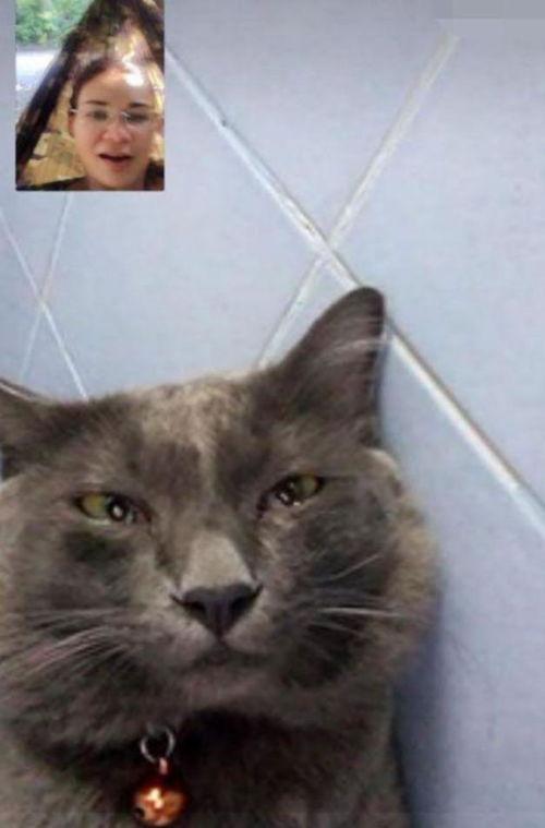 猫猫叫视频,揭秘猫咪叫声背后的秘密