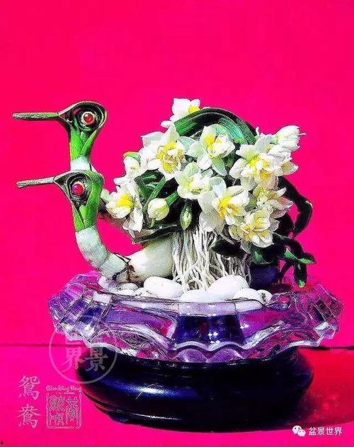 水仙雕刻视频,视频教程中的精湛技艺解析