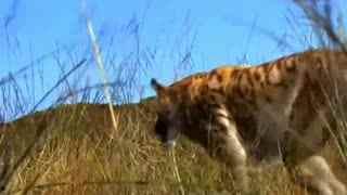 人与老虎搏斗视频,惊心动魄的人虎搏斗瞬间