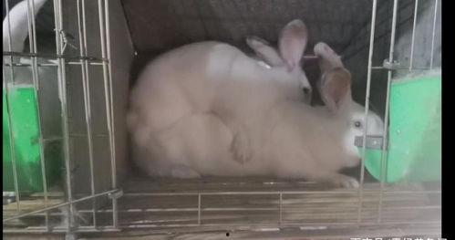 怎么给兔子配种视频,视频教程助你成功繁育