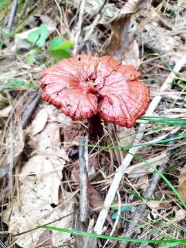 灵芝种植视频教程,从选种到收获的全程指导