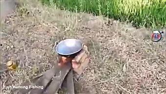 采摘蓝视频,视频记录丰收瞬间