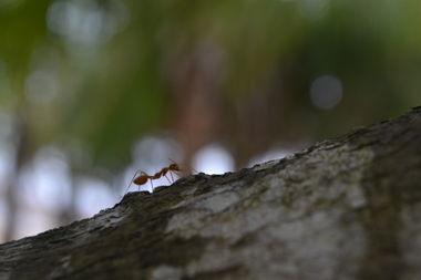 蚂蚁走路视频,微观世界的壮丽画卷