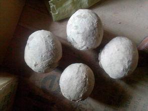 真的恐龙蛋视频,穿越时空的史前见证