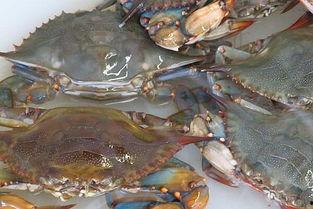 花蟹怎么杀视频,轻松掌握蟹肉烹饪前的准备工作