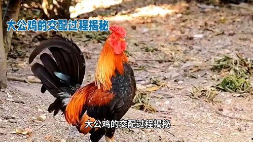 公鸡跳舞搞笑视频,爆笑公鸡跳舞视频走红网络